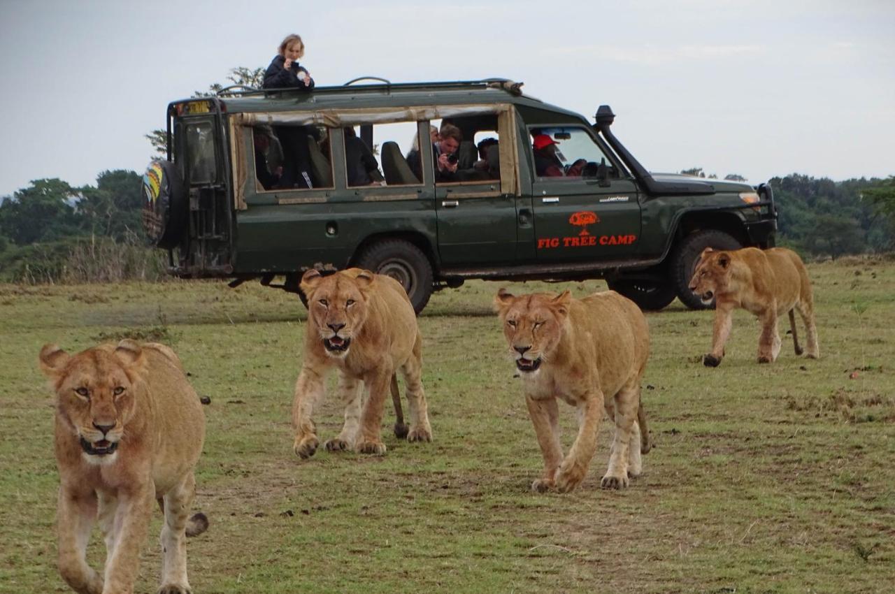 Hotel Fig Tree Camp - Maasai Mara à Talek Extérieur photo